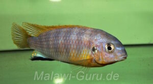 Tropheops sp. 'aurora' Higga Reef